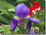 botanic garden iris