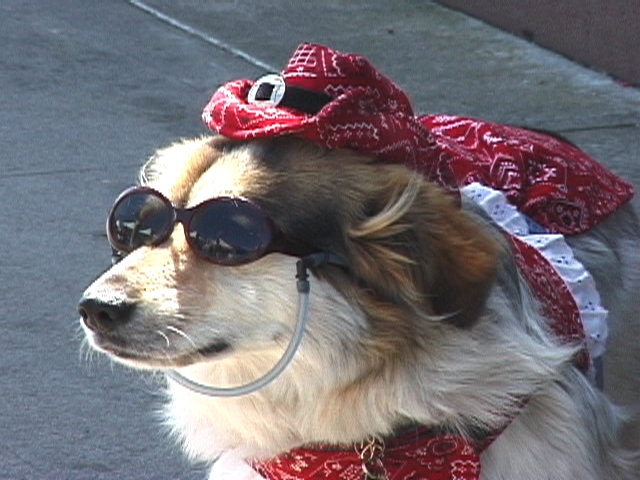 cool_dog