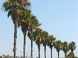palm_surround