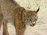 animal_guys_lynx