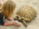 animal_guys_tortoise