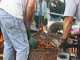 crawfish_boil7