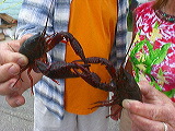 crawfish_tango2-2