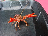 i_am_crawfish