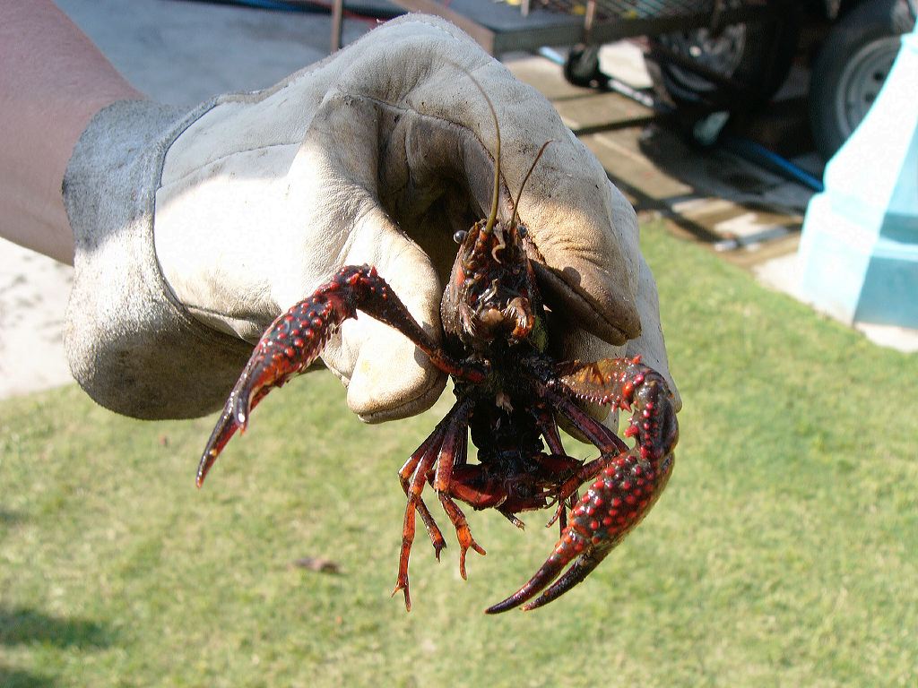 p1010515-2kingcrawfish.jpg