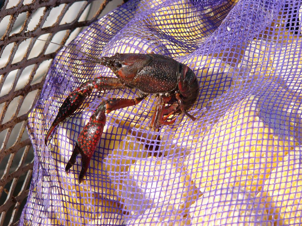 p1010516-2kingcrawfish.jpg