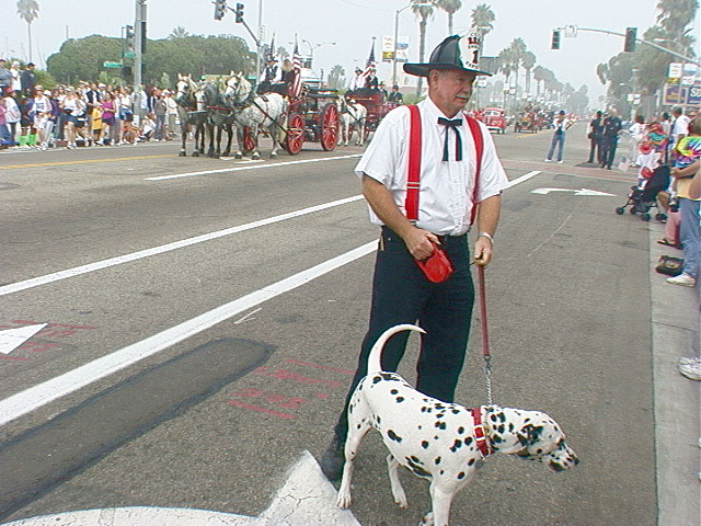 dalmatian1
