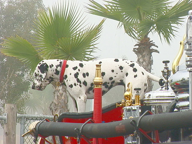 dalmatian3