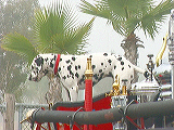 dalmatian3