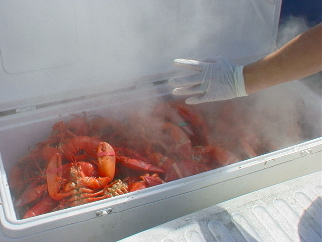 lobster_ready_to_eat1