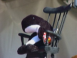 shamu_in_chair