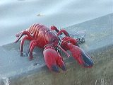 stray_lobster