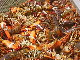 fresh_lobster3