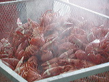 lobster_ready1