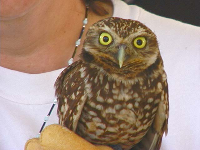 sbwr_owl_widget2