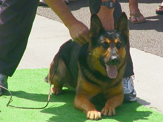 k9