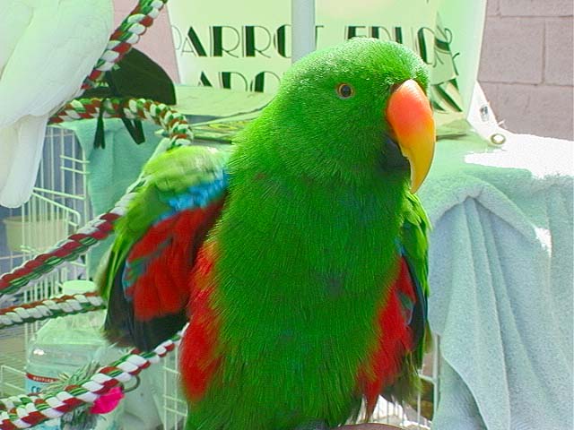 parrot_ed1