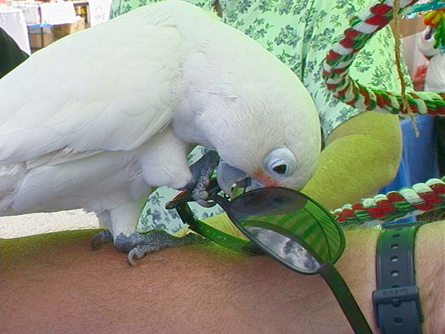 parrot_ed3