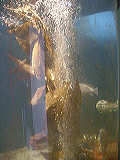 fish_exhibit