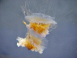 jellyfish_tank