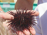 touch_tank5_urchin