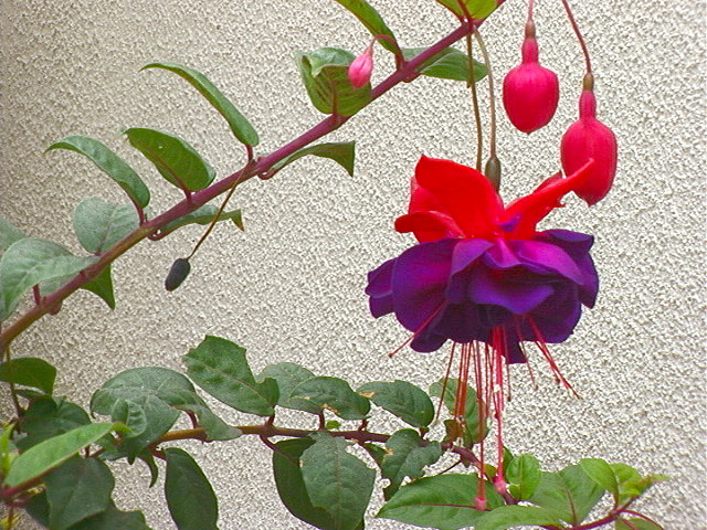 flower